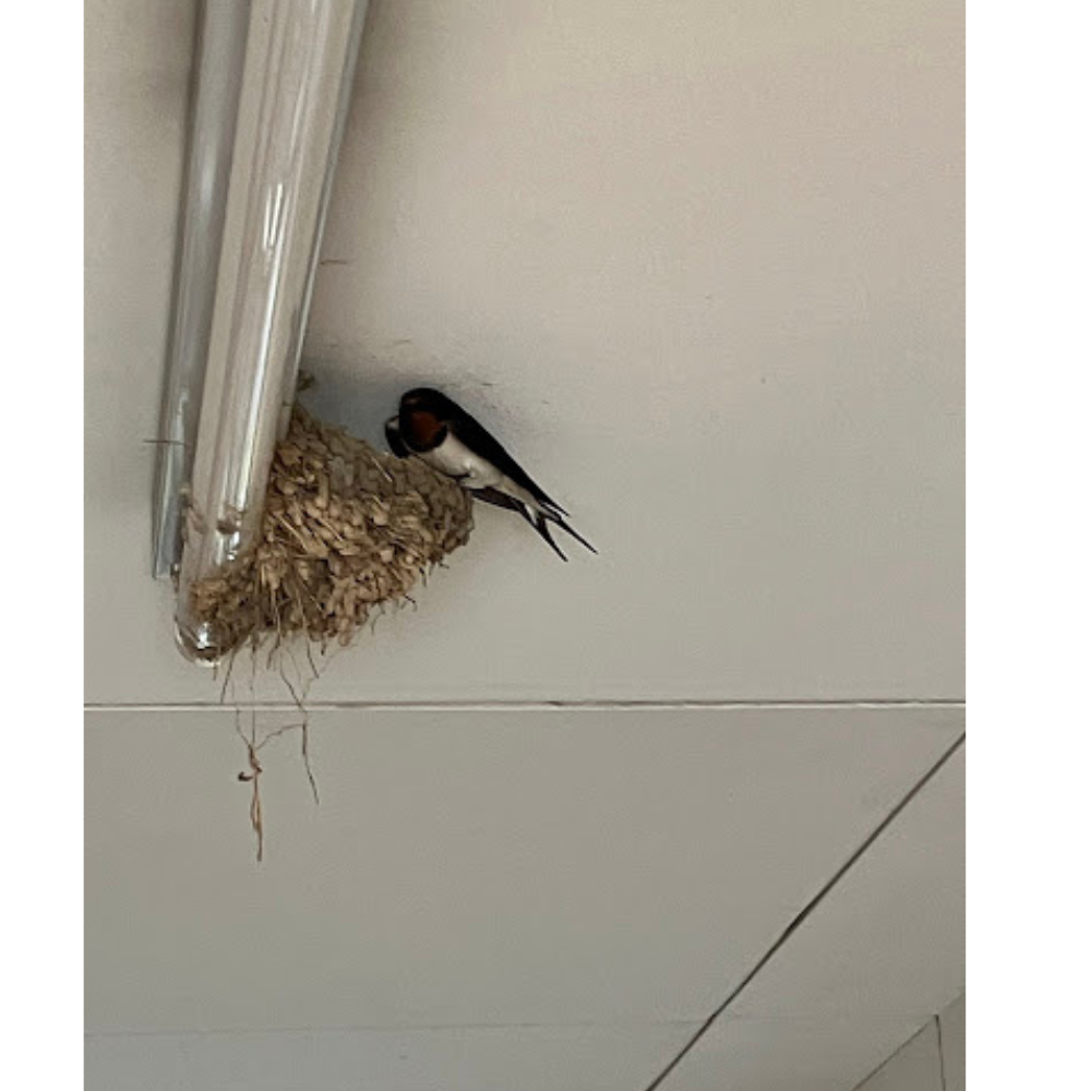 今日のつばめさん🐦
