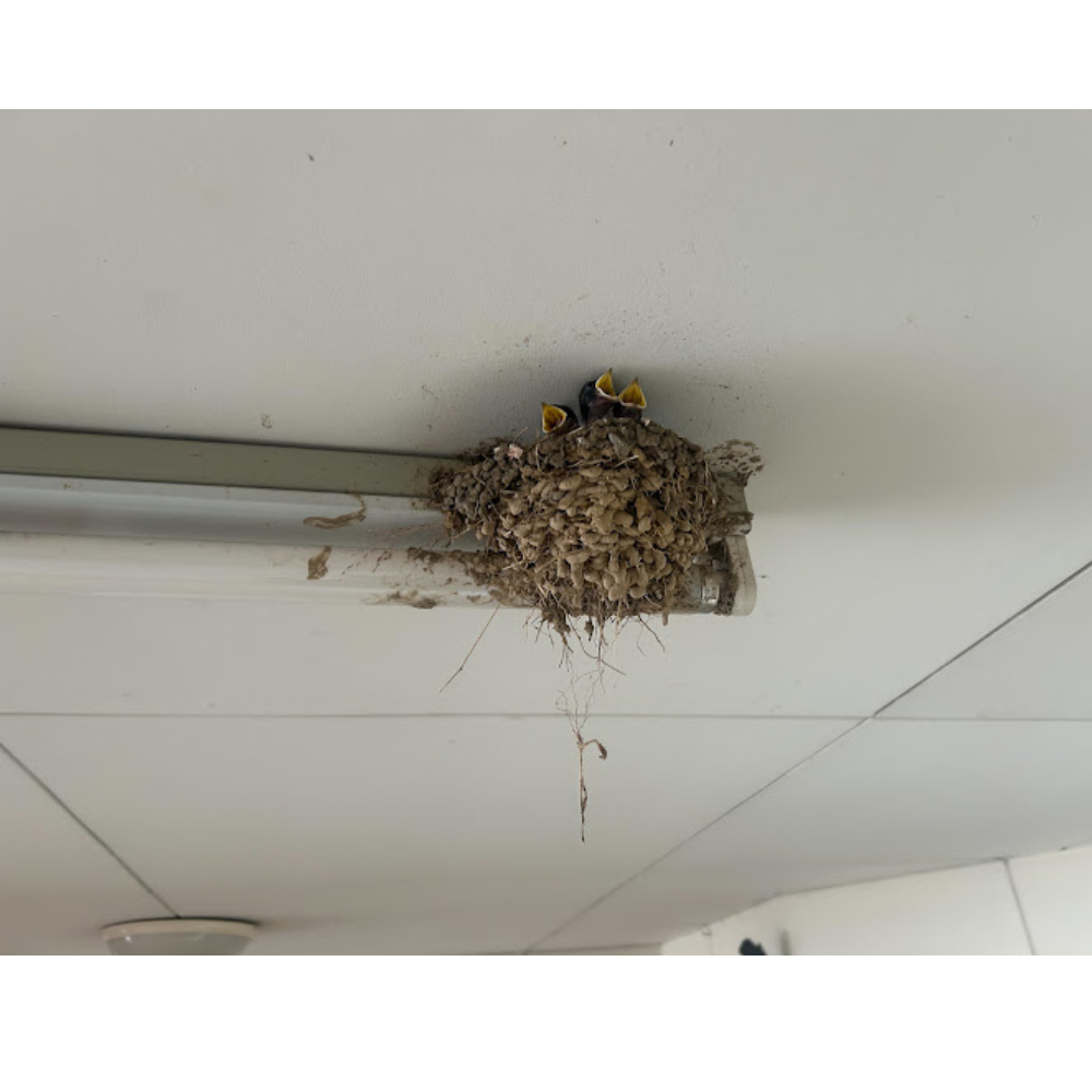 誕生しました🐦