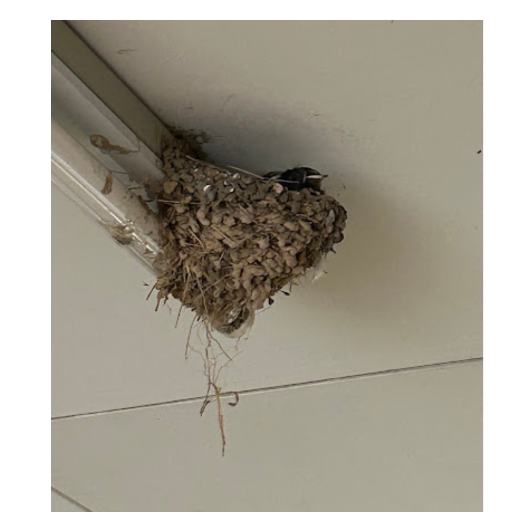 今朝のつばめさん🐦