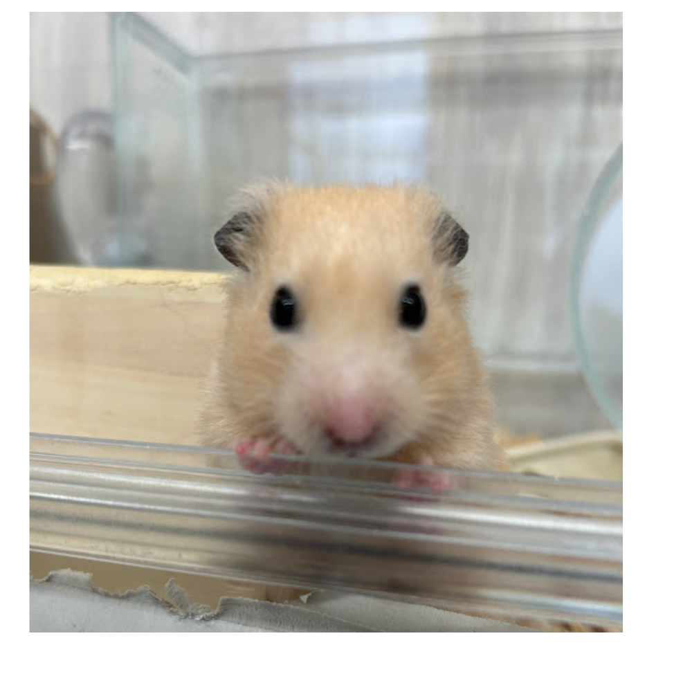 明日からまた寒波がやってくるようです🥶