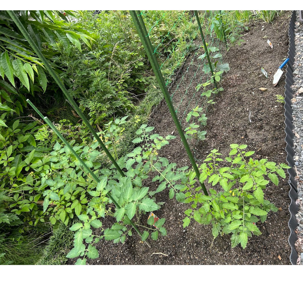 家庭菜園🍅